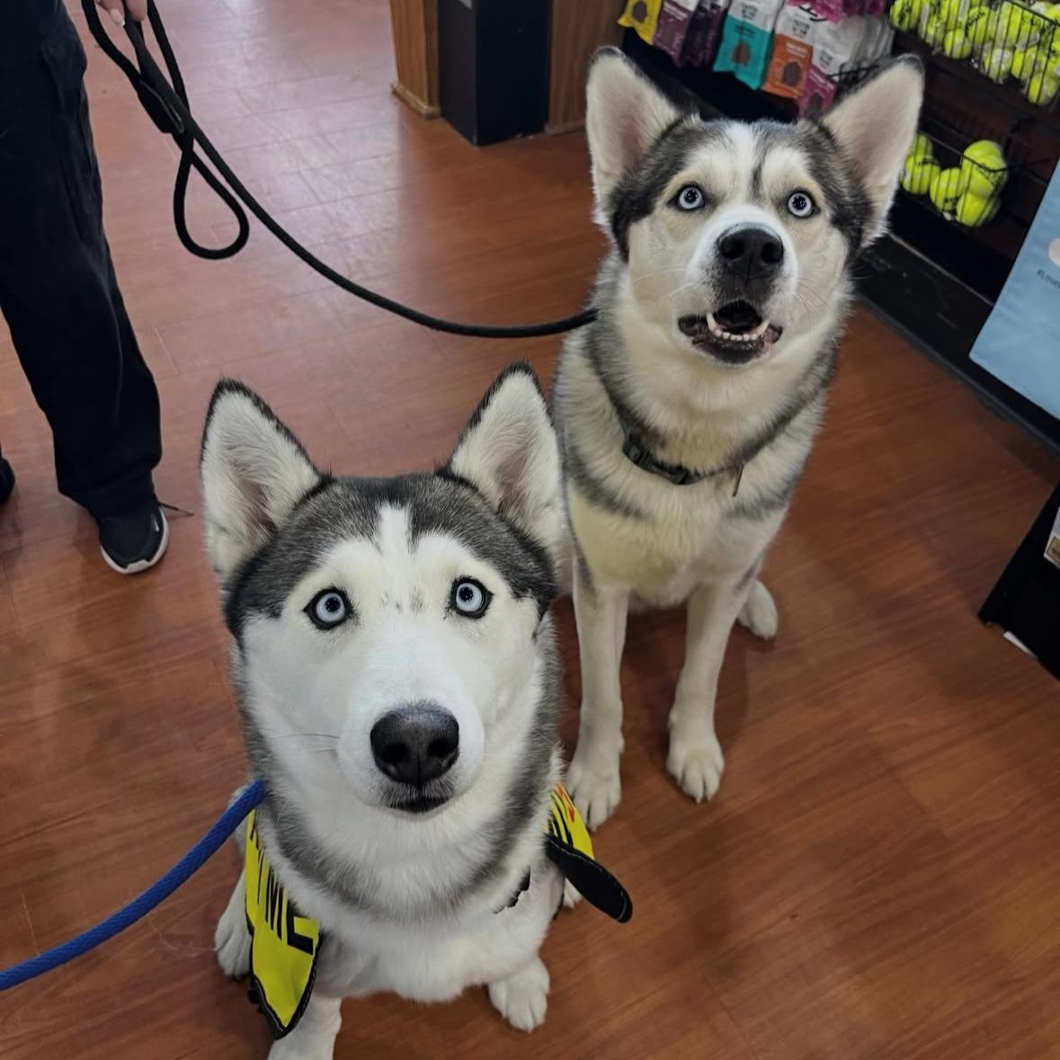 Enlarge Gunner, a Adoptable Husky in North Vancouver, BC image 3/6
