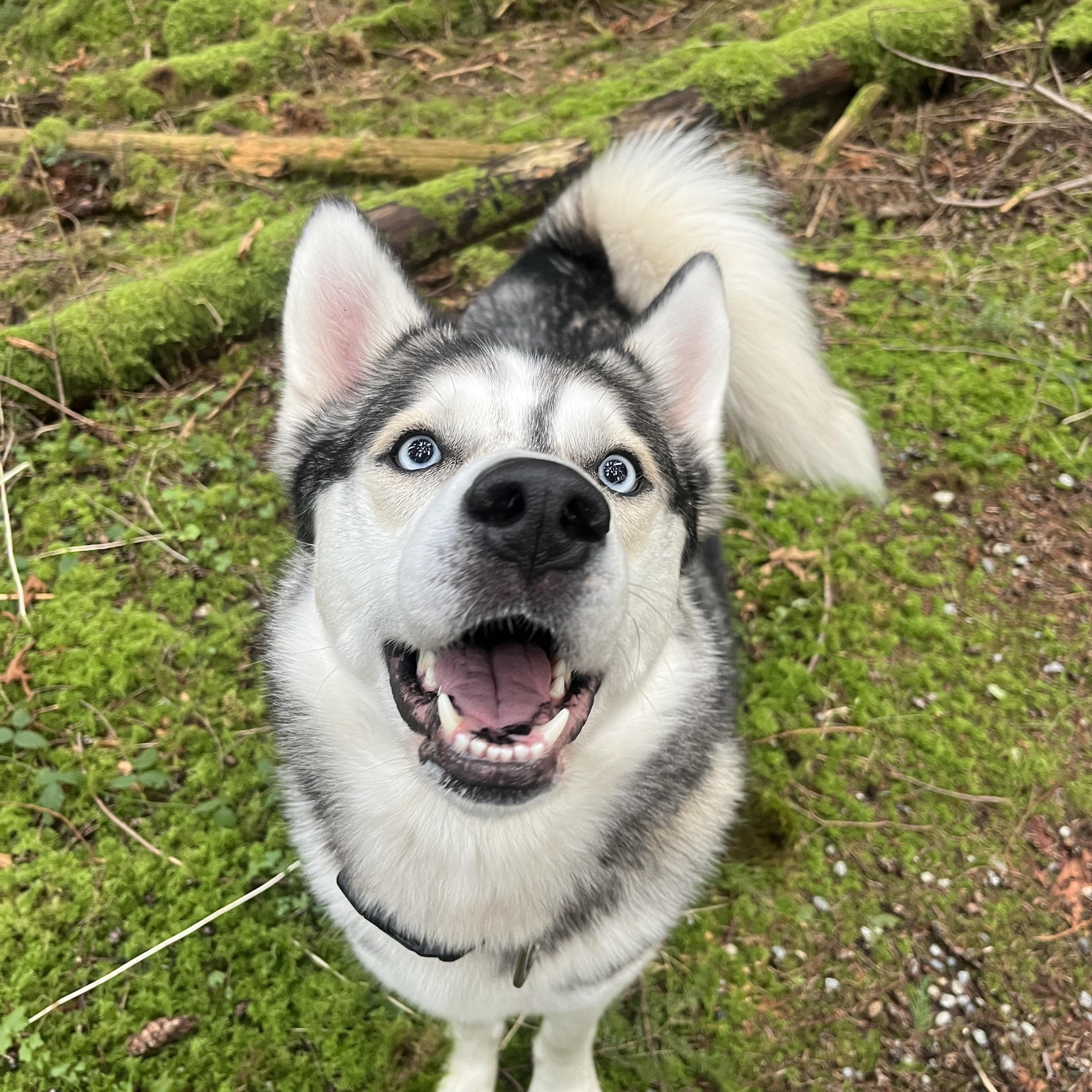Enlarge Gunner, a Adoptable Husky in North Vancouver, BC image 5/6