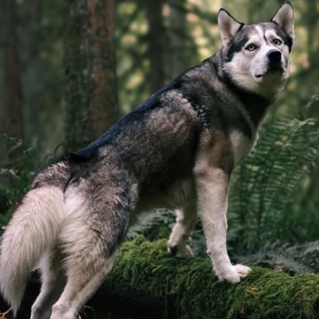 Enlarge Gunner, a Adoptable Husky in North Vancouver, BC image 1/6