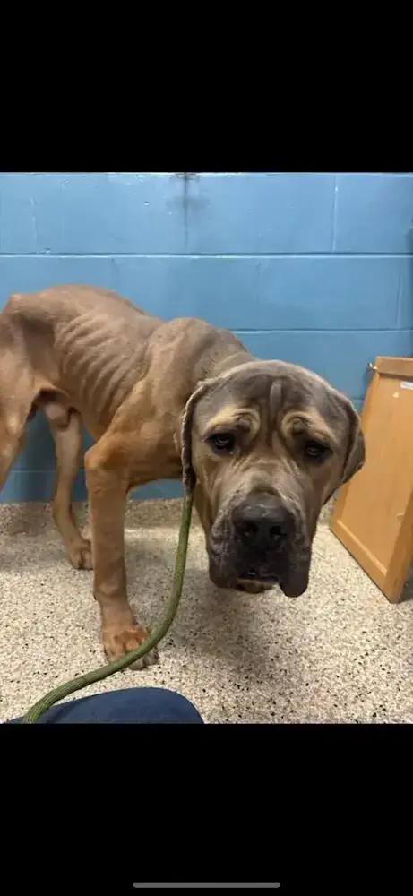 Gumby, Adoptable, Young Male Cane Corso.