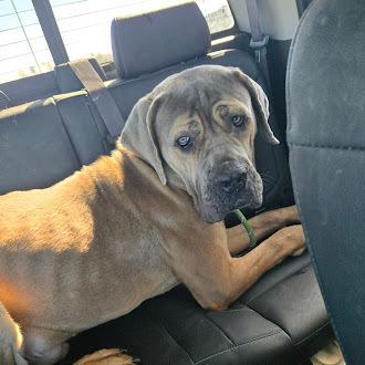 Enlarge Gumby, a Adoptable Cane Corso in Oswego, IL image 2/6