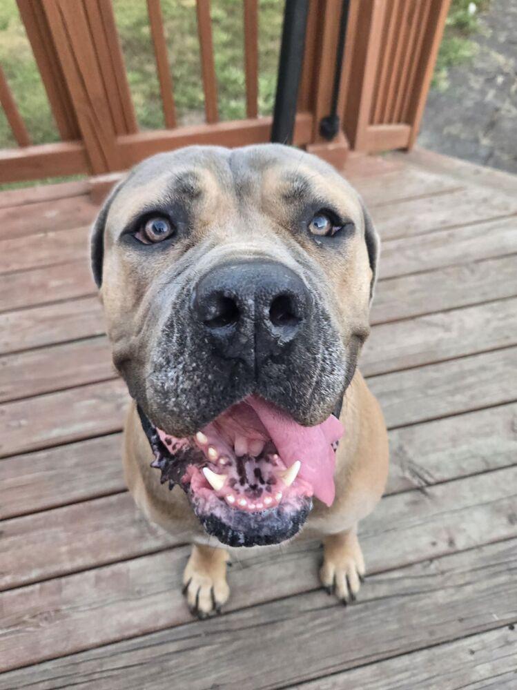 Enlarge Gumby, a Adoptable Cane Corso in Oswego, IL image 6/6
