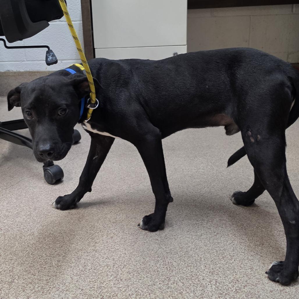 Enlarge Wilson, a Adoptable Pit Bull Terrier in Ardmore, OK image 1/1
