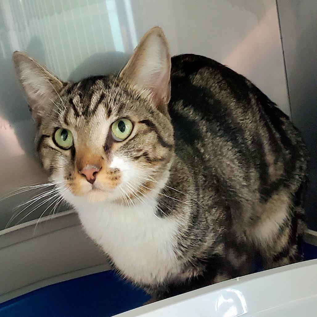 Winston, Adoptable, Young Male Domestic Short Hair.