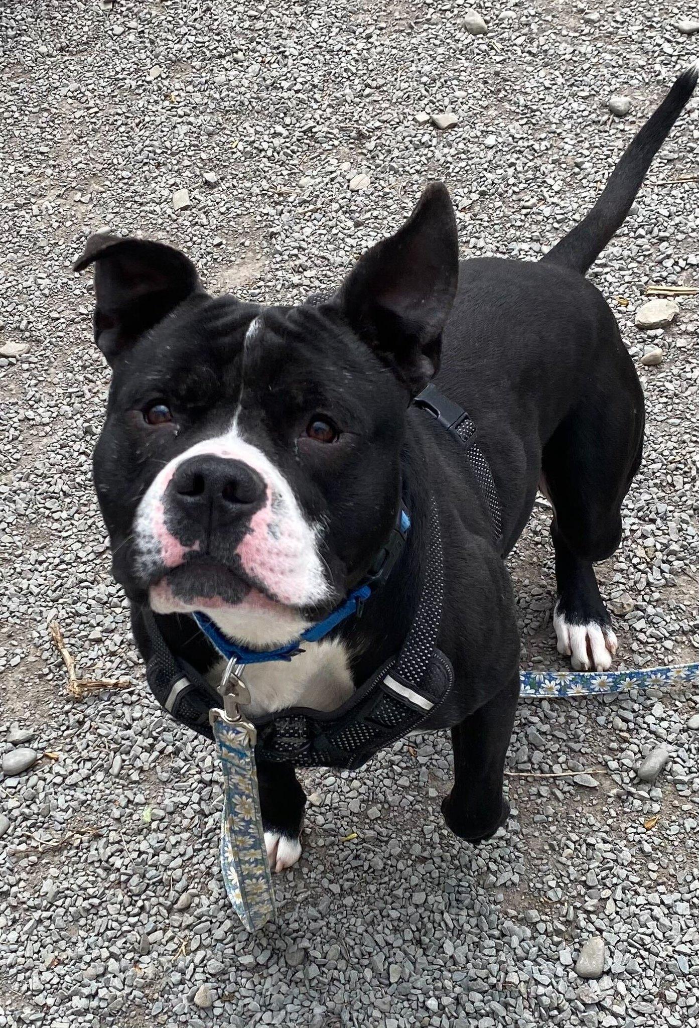 Enlarge Rocky, a Adoptable American Bulldog in Montrose, PA image 1/1