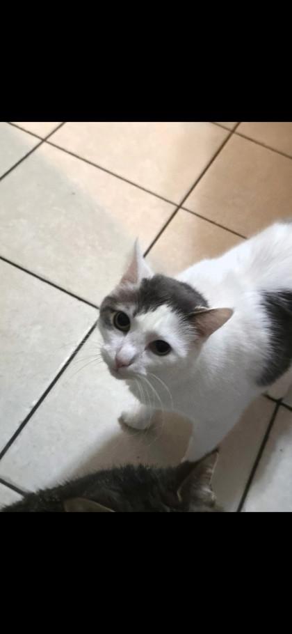 Milo, Adoptable, Adult Male Domestic Short Hair & Domestic Short Hair.