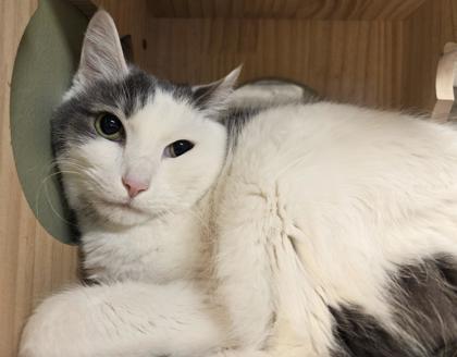 Enlarge Milo, a Adoptable mixed breed in South Bend, IN image 2/2