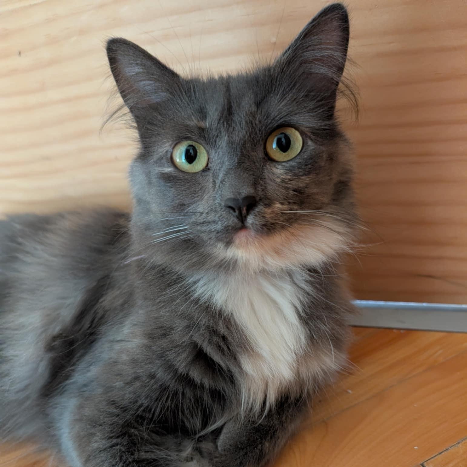 Azurine (en duo avec sa sœur Opaline), Adoptable, Young Female Domestic Medium Hair.
