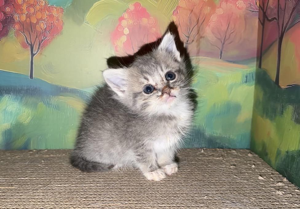 Birdie, Adoptable, Kitten Female Domestic Short Hair.