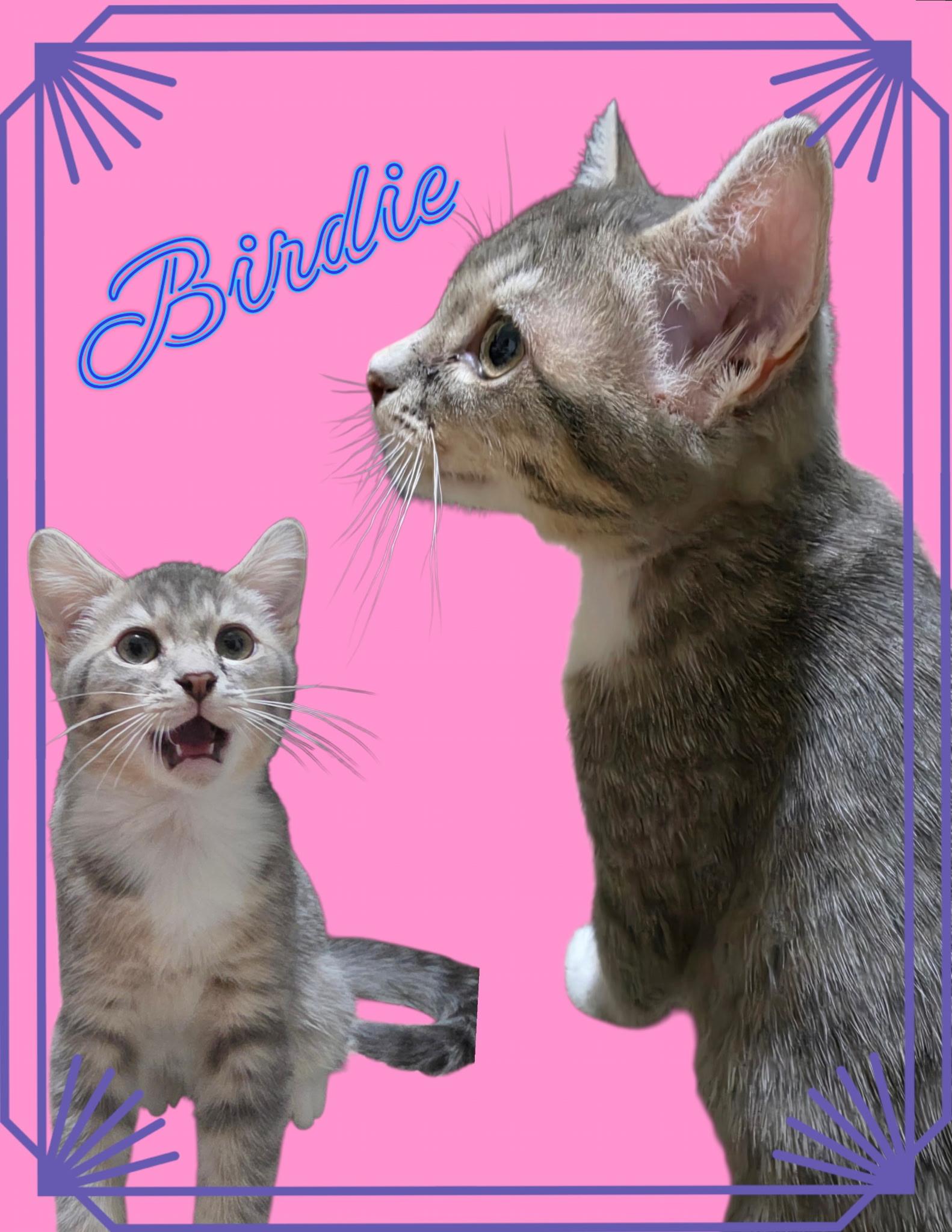 Enlarge Birdie, a Adoptable Domestic Short Hair in San Diego, CA image 2/4