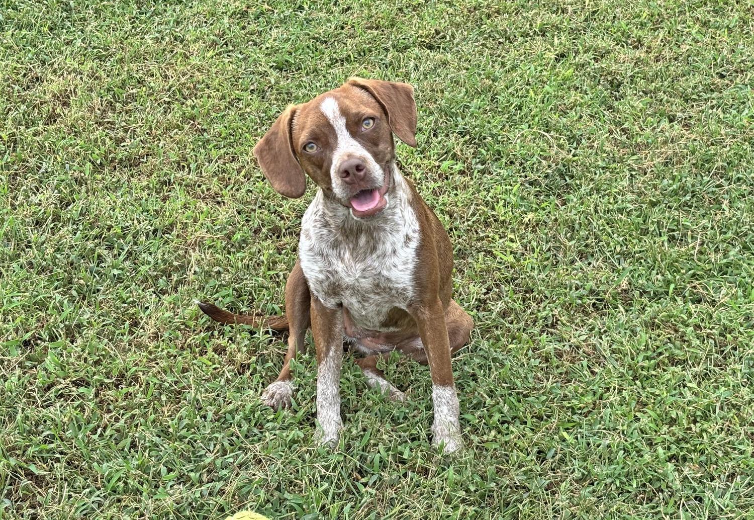 Ava, a Adoptable Beagle in Savannah, TN image 2/2