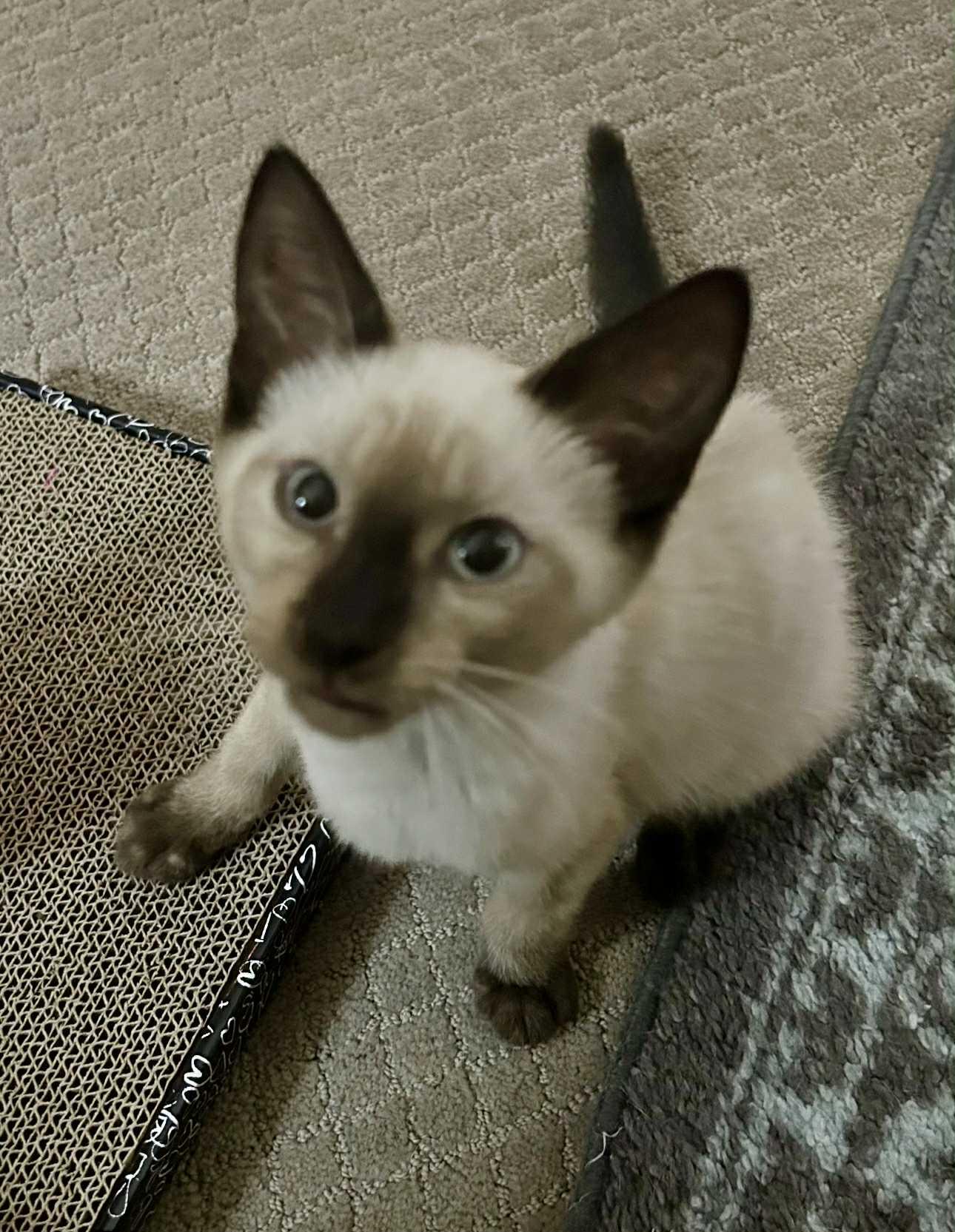 Sapphire, Adopted, Young Male Siamese.
