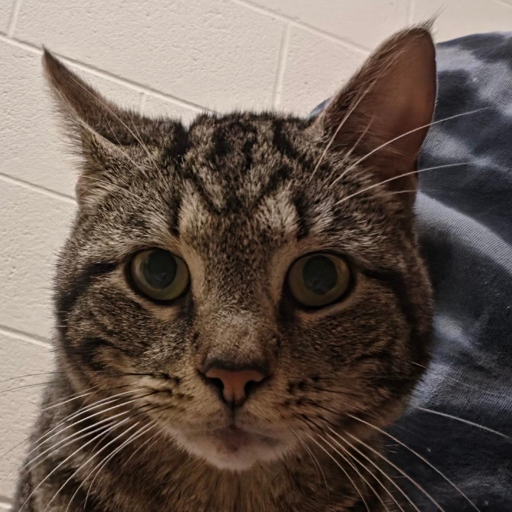 Enlarge Weaver, a Adoptable Domestic Short Hair in Zanesville, OH image 1/1