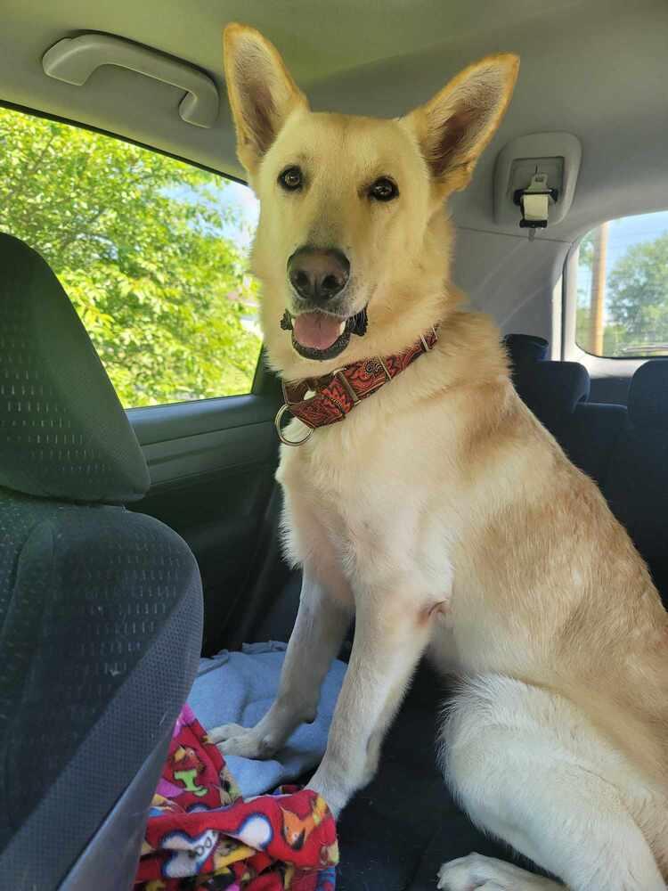 Enlarge Marcus II, a Adoptable mixed breed in Fredonia, WI image 1/1