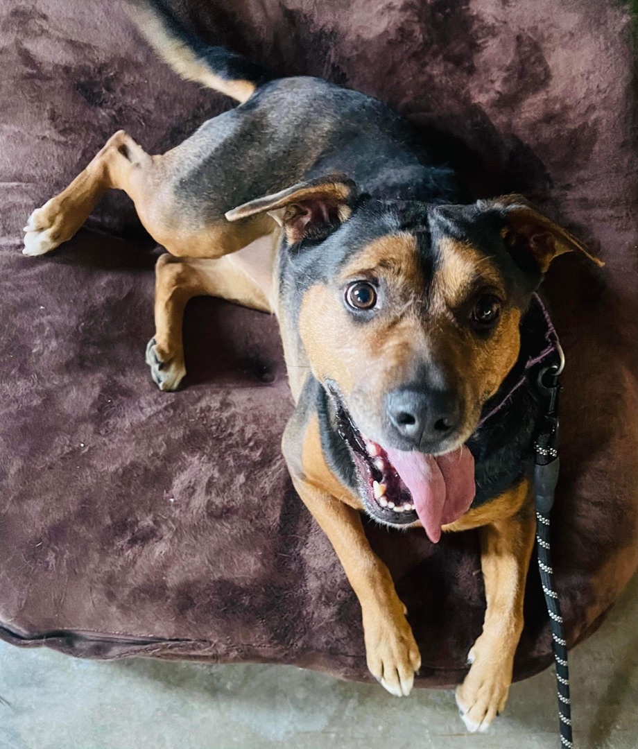 Sparky--- SPONSORED, an adoptable Rottweiler, Labrador Retriever in Hopkinsville, KY, 42240 | Photo Image 2