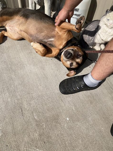 Sparky--- SPONSORED, an adoptable Rottweiler, Labrador Retriever in Hopkinsville, KY, 42240 | Photo Image 1