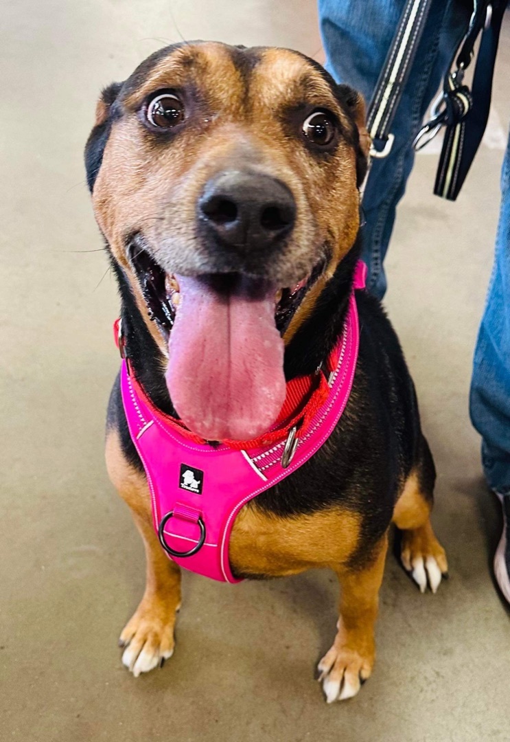 Sparky--- SPONSORED, an adoptable Rottweiler, Labrador Retriever in Hopkinsville, KY, 42240 | Photo Image 4