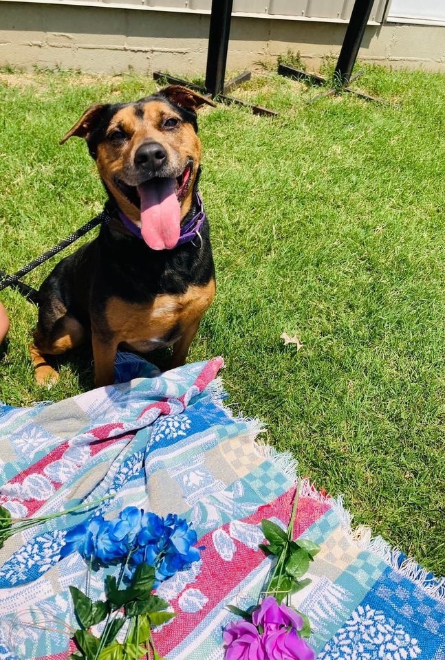 Sparky--- SPONSORED, an adoptable Rottweiler, Labrador Retriever in Hopkinsville, KY, 42240 | Photo Image 5