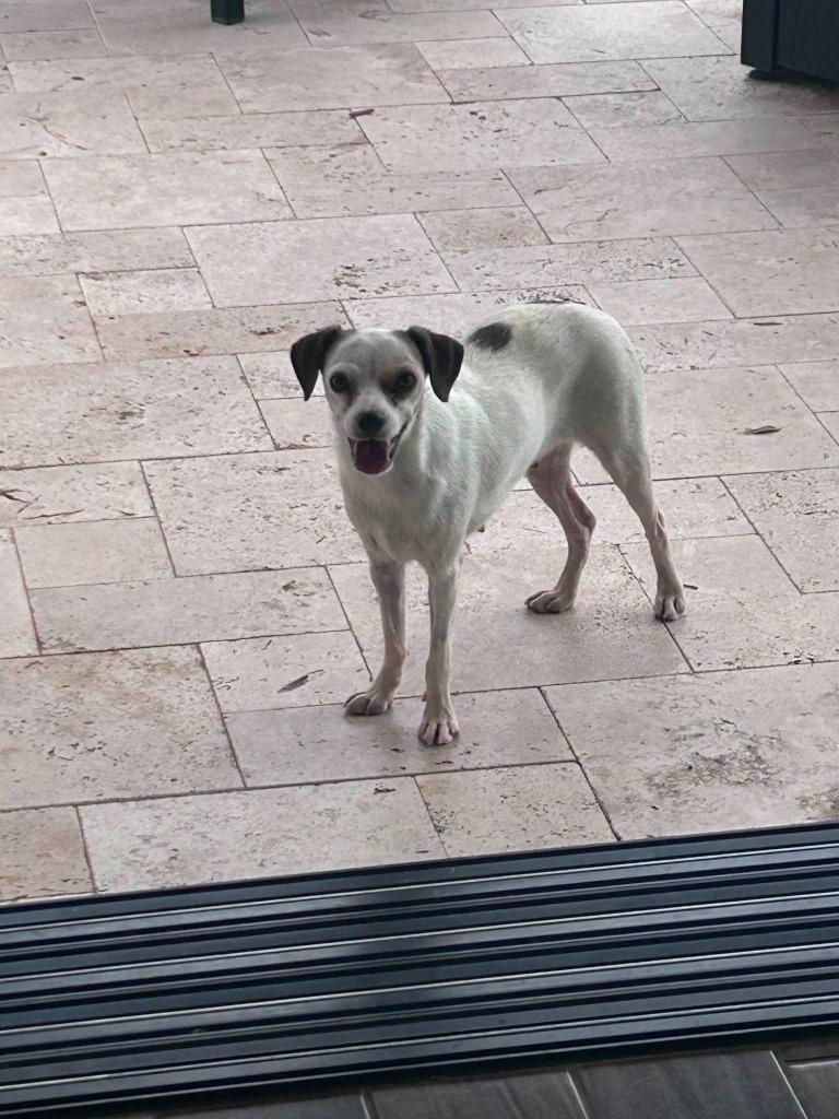 Enlarge Remi, a Adoptable mixed breed in Mesa, AZ image 1/1