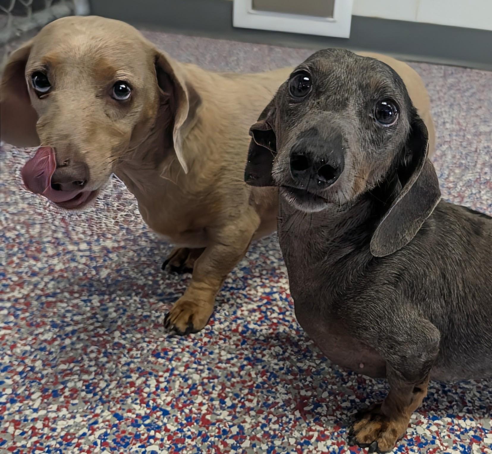 Enlarge Odin and Ozzie (bonded pair) in WI, a ADOPTABLE Dachshund in Marinette, WI image 1/6