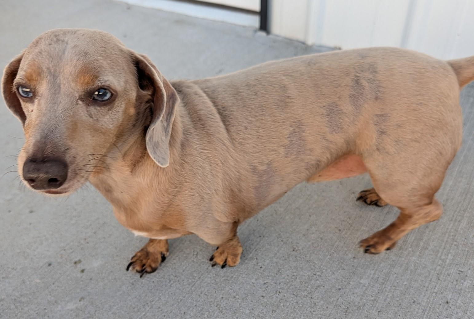 Enlarge Odin and Ozzie (bonded pair) in WI, a ADOPTABLE Dachshund in Marinette, WI image 6/6