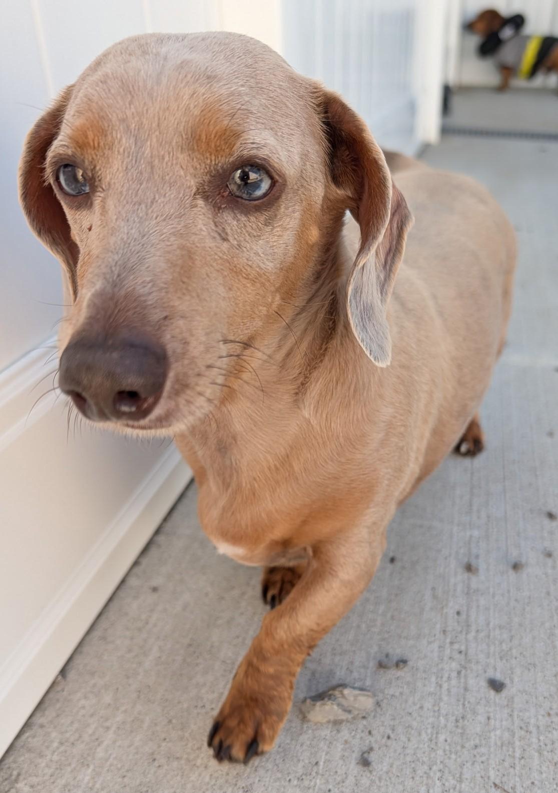Enlarge Odin and Ozzie (bonded pair) in WI, a ADOPTABLE Dachshund in Marinette, WI image 4/6