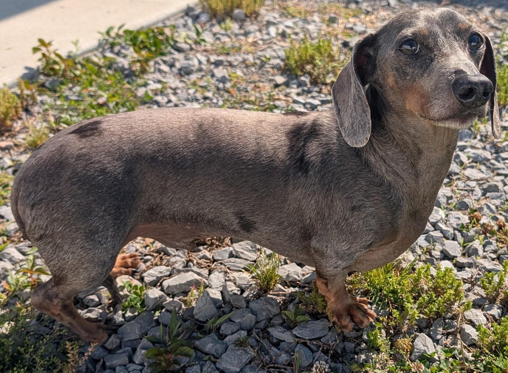 Enlarge Odin and Ozzie (bonded pair) in WI, a ADOPTABLE Dachshund in Marinette, WI image 5/6