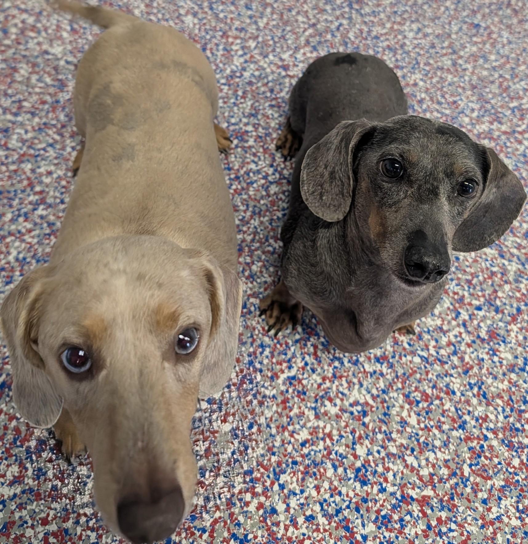 Enlarge Odin and Ozzie (bonded pair) in WI, a ADOPTABLE Dachshund in Marinette, WI image 2/6