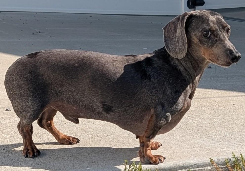 Enlarge Odin and Ozzie (bonded pair) in WI, a ADOPTABLE Dachshund in Marinette, WI image 3/6