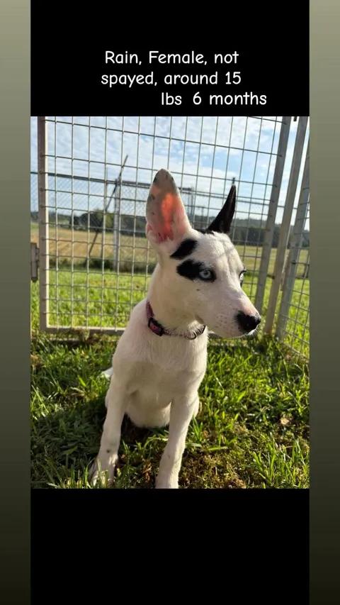 Enlarge Rain, a ADOPTABLE mixed breed in Munfordville, KY image 1/2