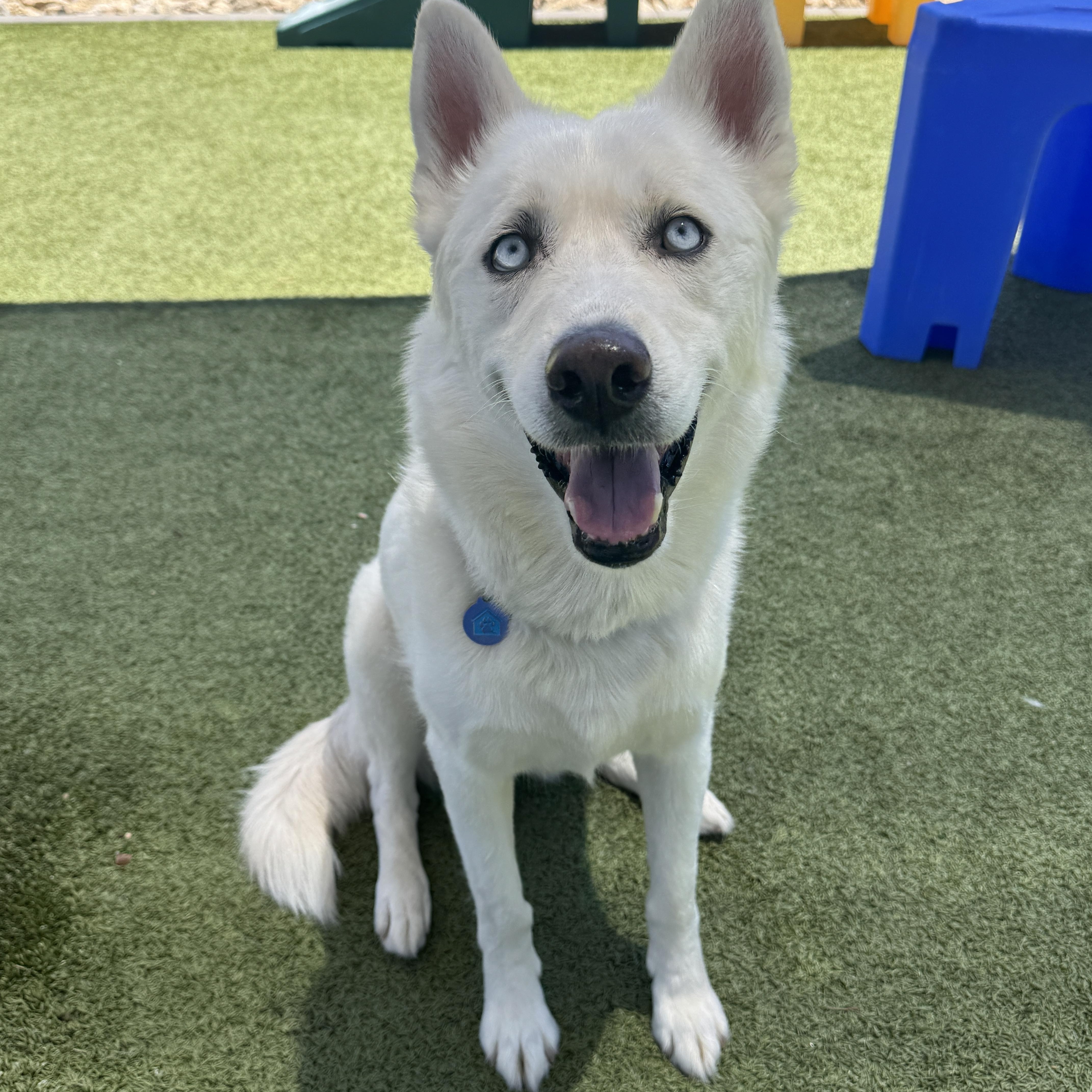Enlarge Maximus, a ADOPTABLE mixed breed in Scottsdale, AZ image 1/6