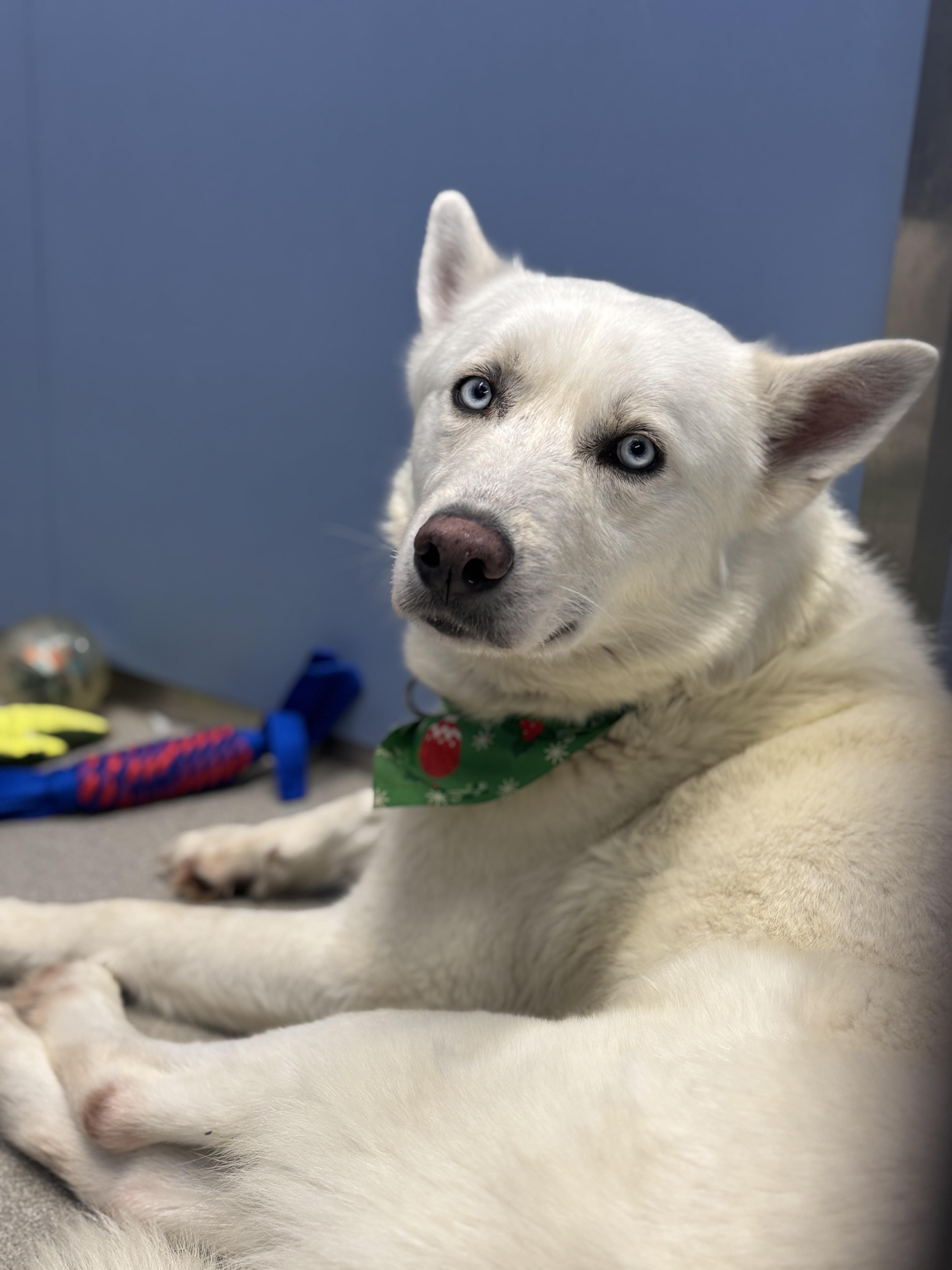 Enlarge Maximus, a ADOPTABLE mixed breed in Scottsdale, AZ image 2/2