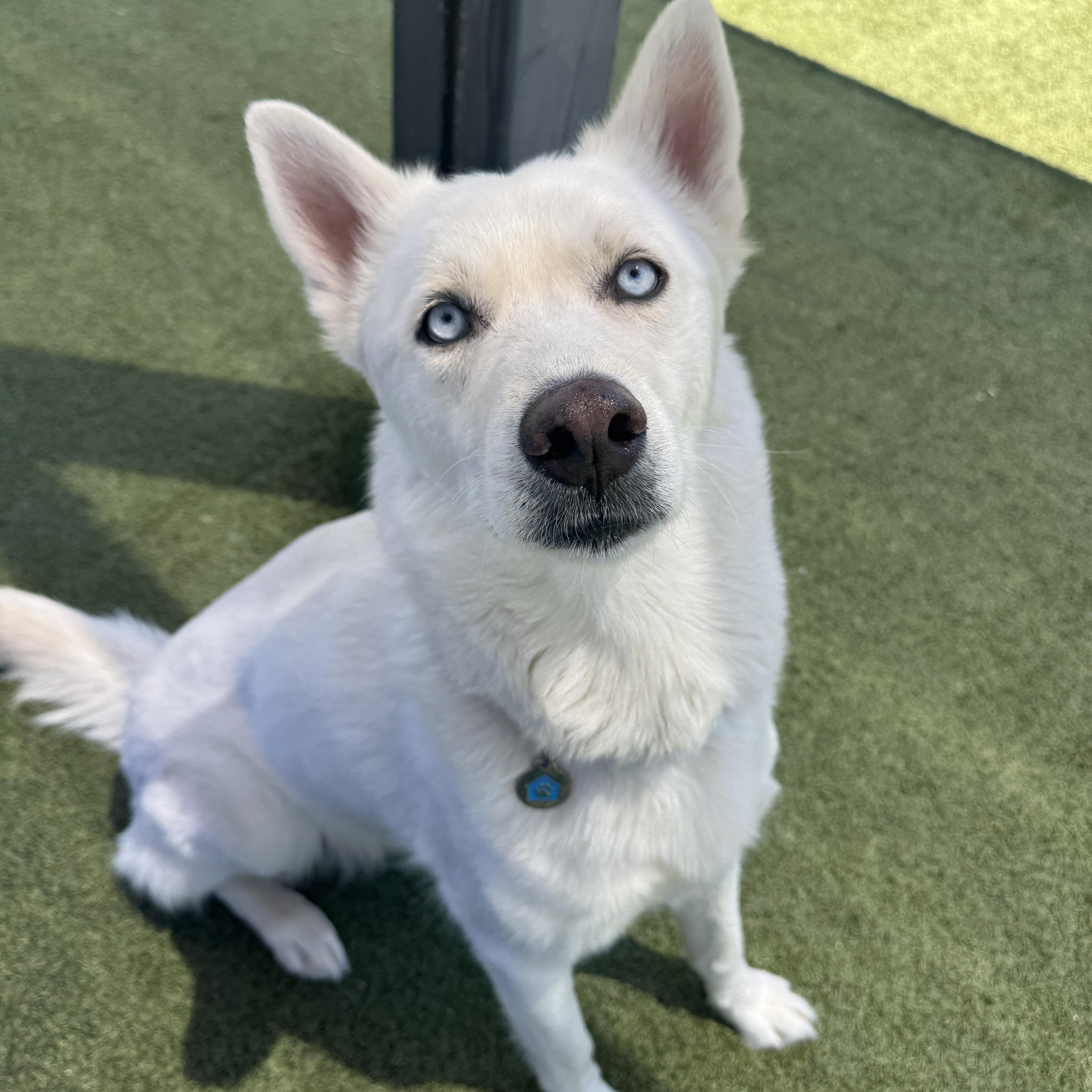 Enlarge Maximus, a ADOPTABLE mixed breed in Scottsdale, AZ image 4/6
