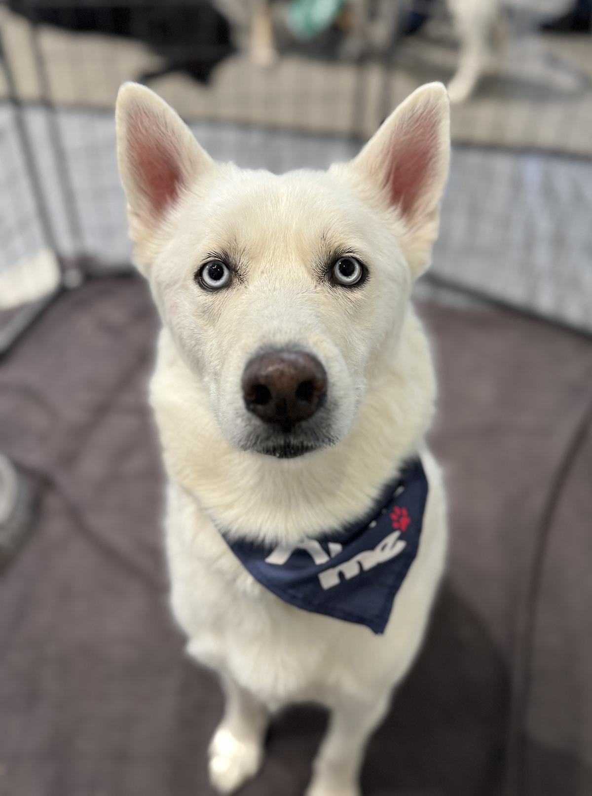 Enlarge Maximus, a ADOPTABLE mixed breed in Scottsdale, AZ image 3/6