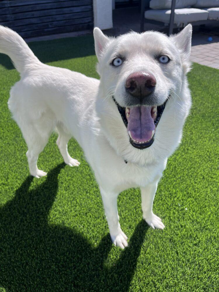 Enlarge Maximus, a ADOPTABLE mixed breed in Scottsdale, AZ image 2/6