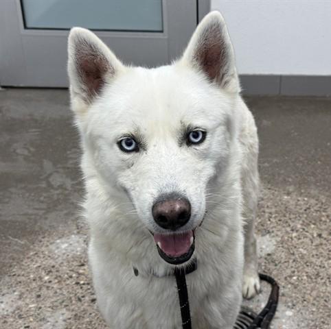 Maximus, ADOPTABLE, Adult Male Siberian Husky & Husky.