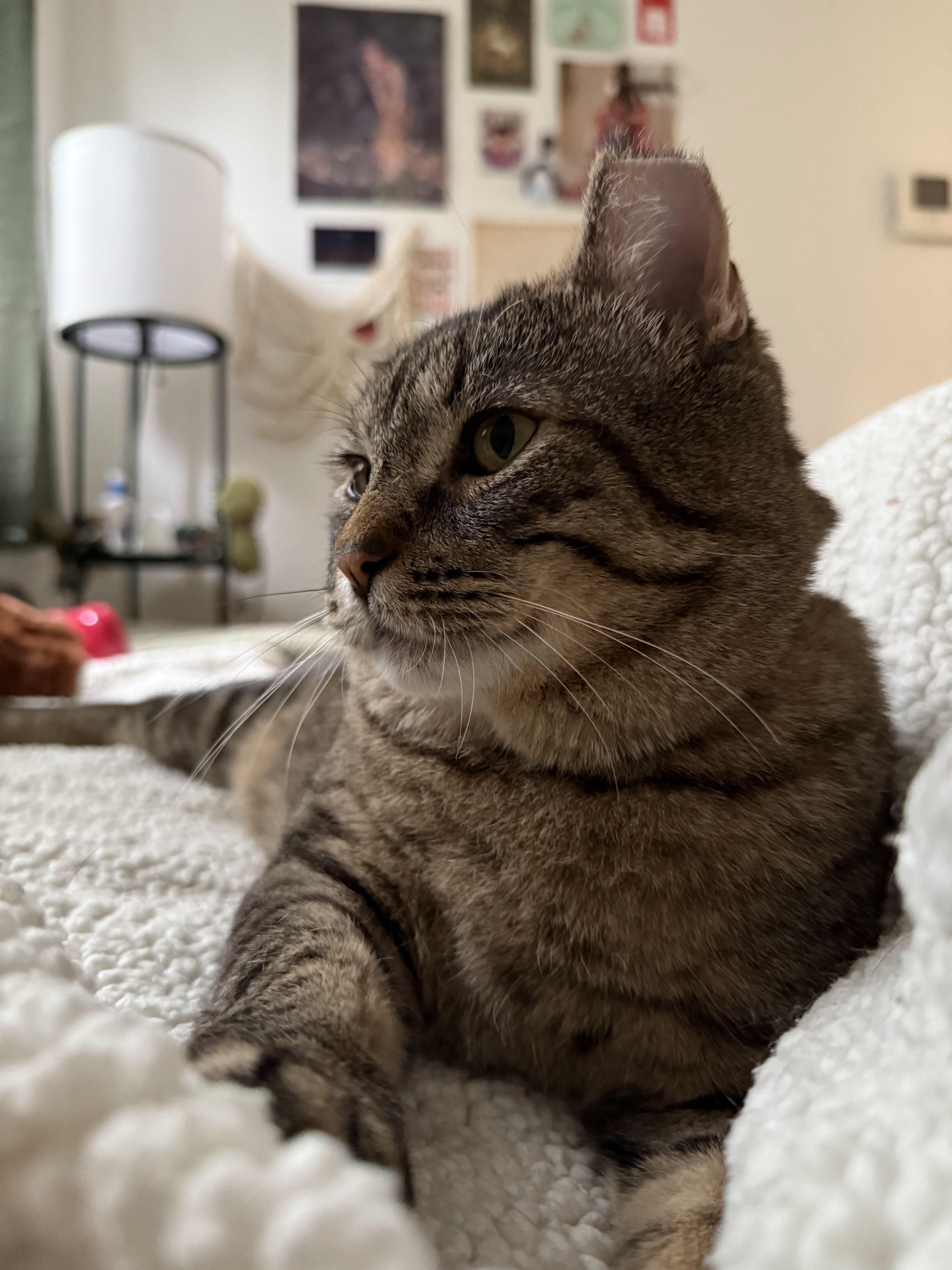 Checkers *$50 adoption fee*