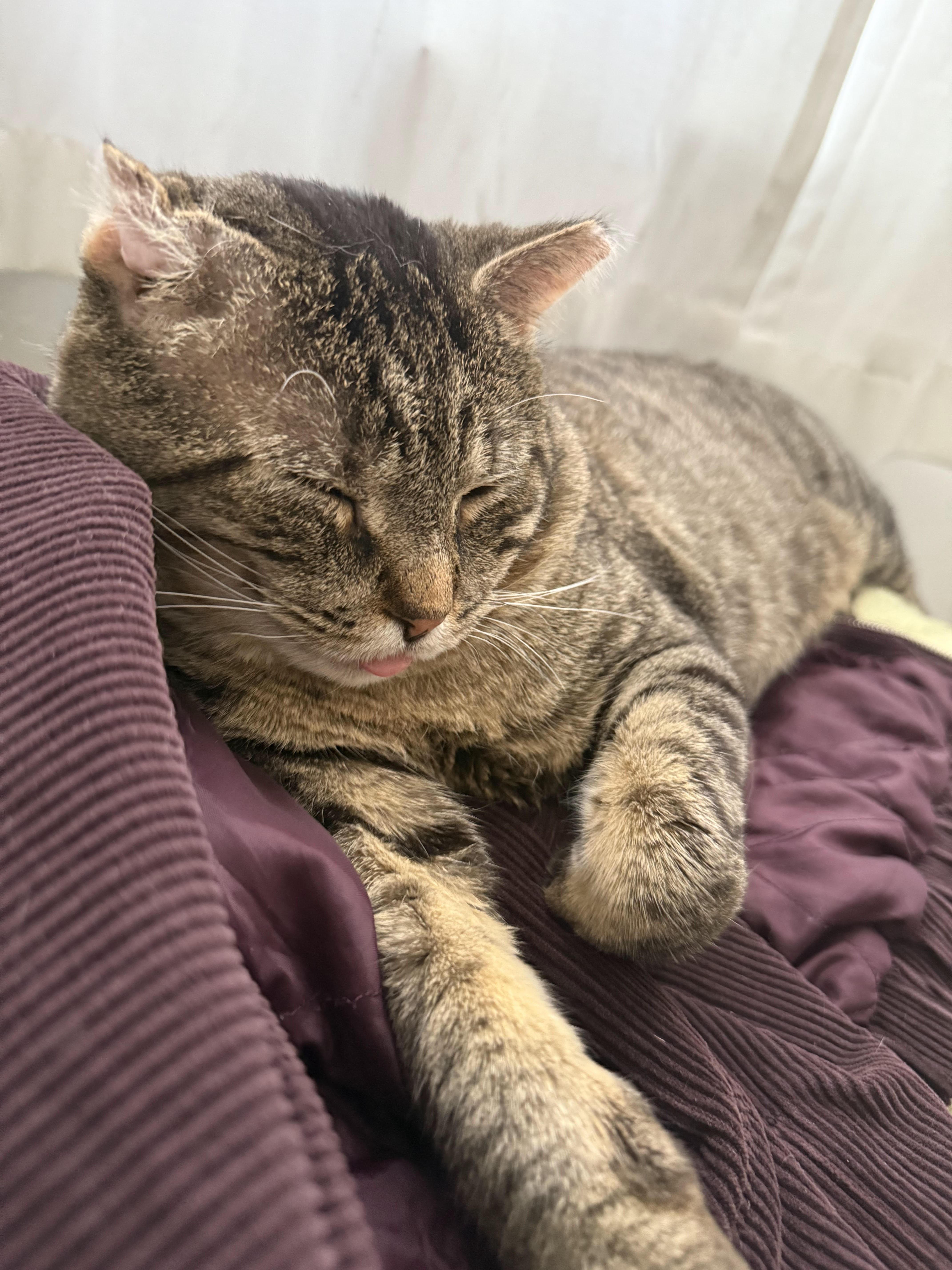 Checkers *$50 adoption fee*