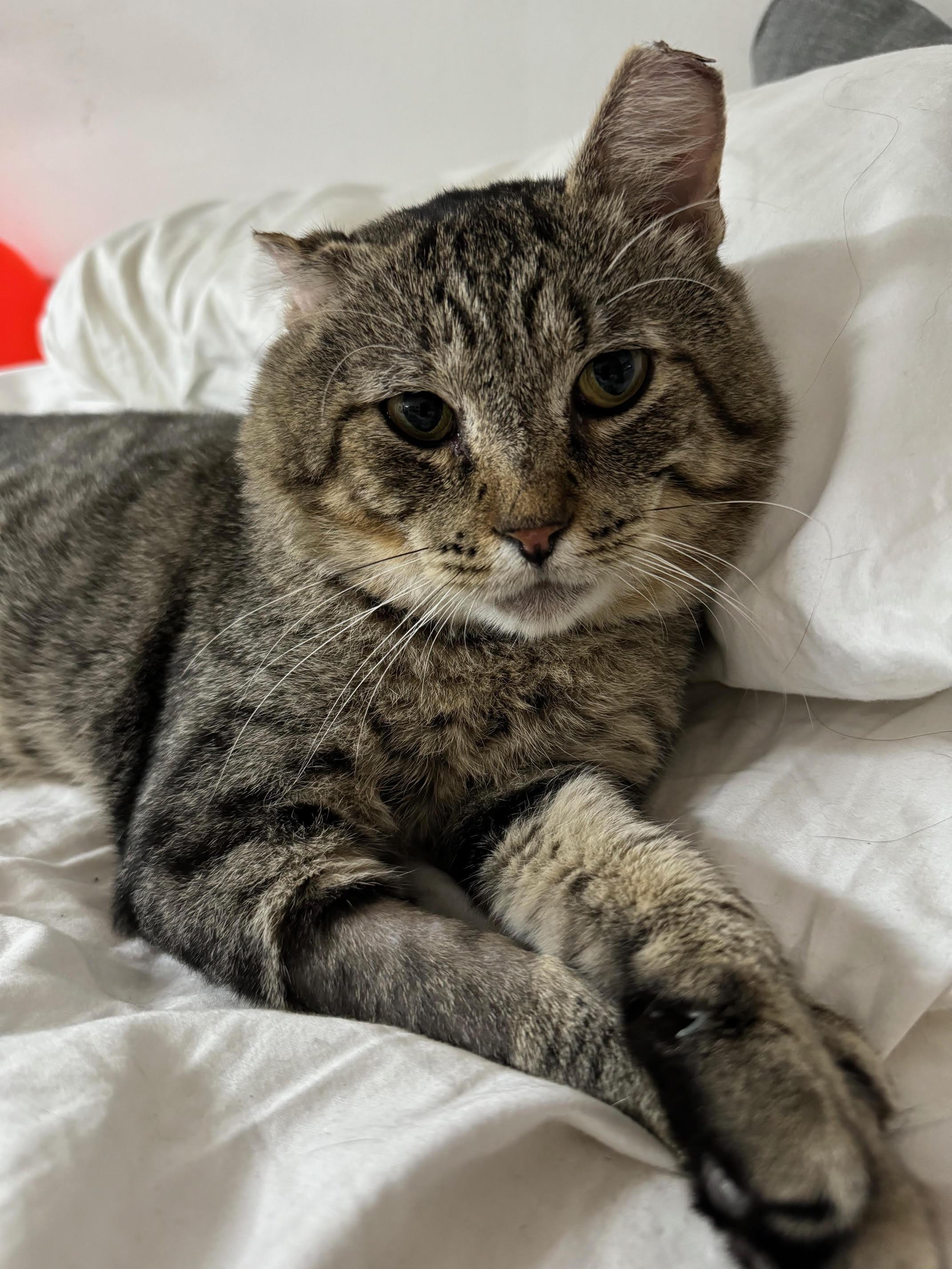 Enlarge Checkers *$50 adoption fee*, a Adoptable mixed breed in New York, NY image 4/5