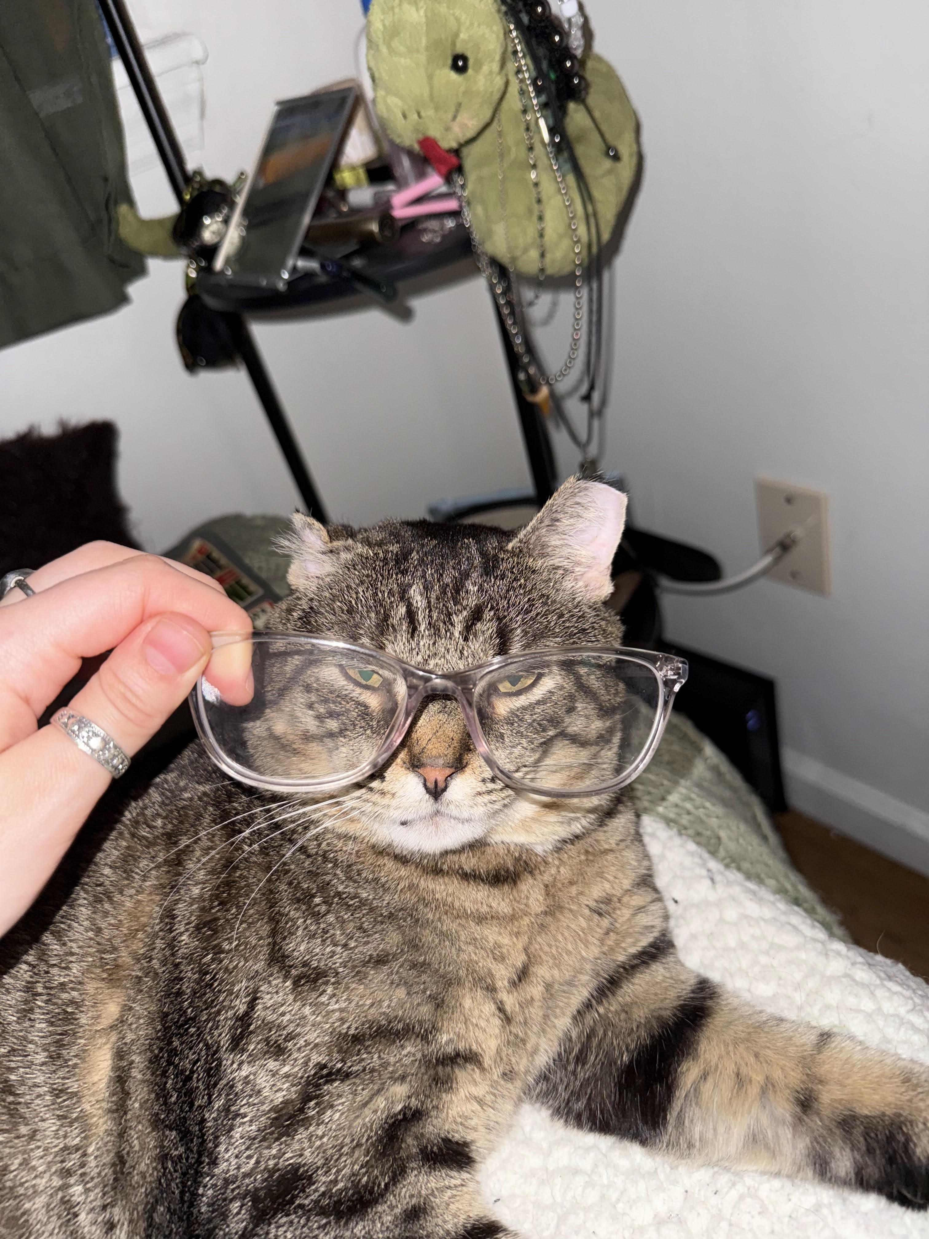 Enlarge Checkers *$50 adoption fee*, a Adoptable mixed breed in New York, NY image 5/5