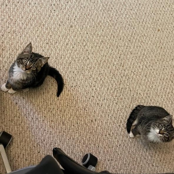 Enlarge Benny & Wolfie, a Adoptable Domestic Short Hair in Medfield, MA image 3/4