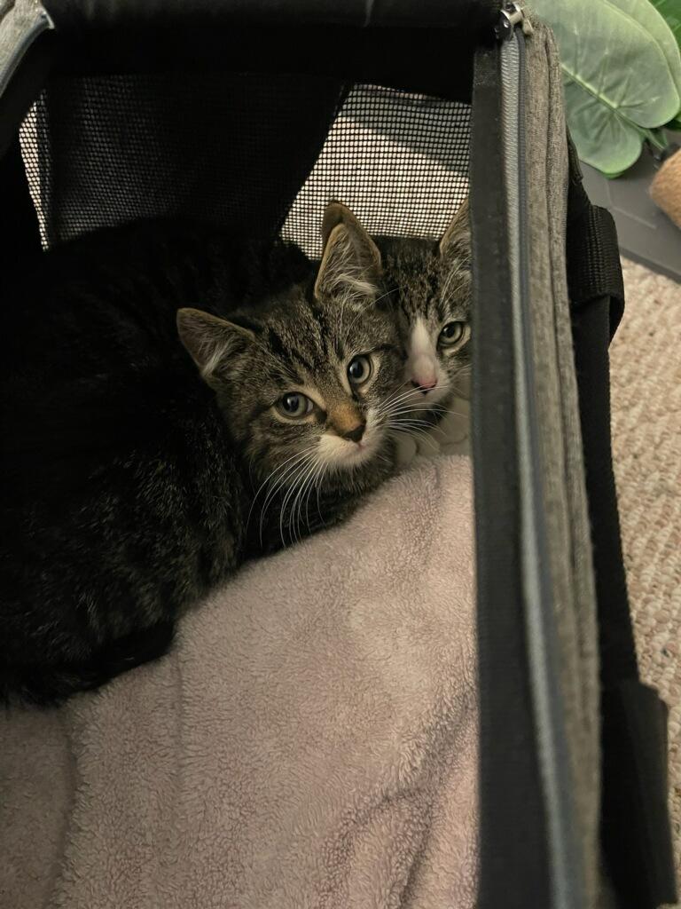 Enlarge Benny & Wolfie, a Adoptable Domestic Short Hair in Medfield, MA image 4/4