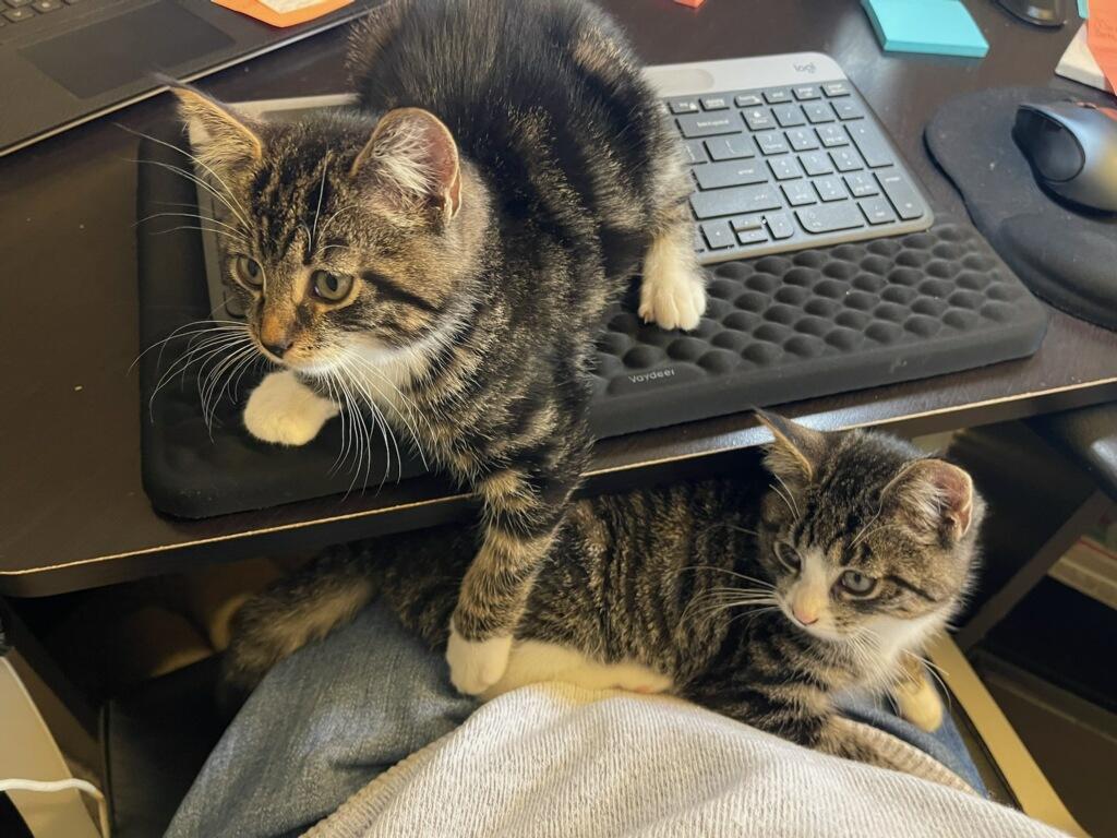 Benny & Wolfie, Adoptable, Kitten Male Domestic Short Hair.