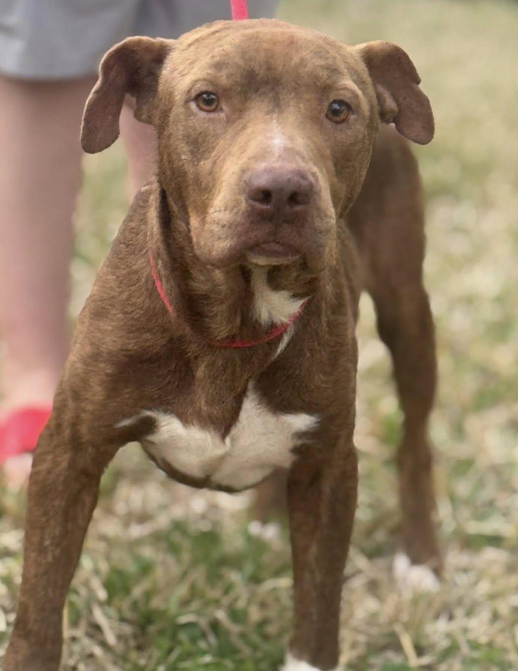 Bruce — thumbnail 2