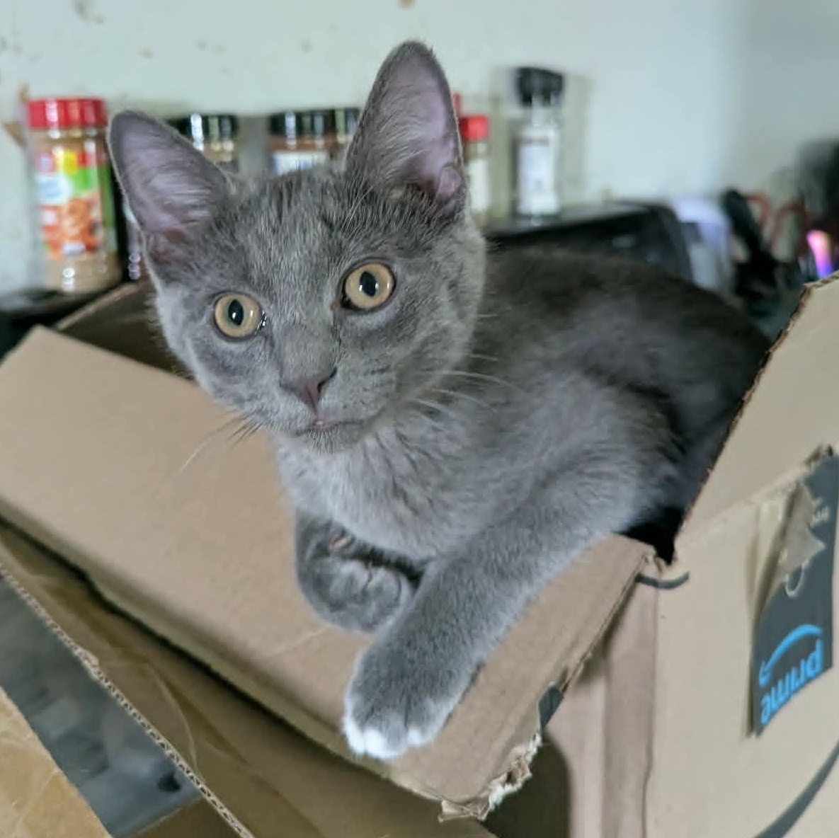 Boxie, a Adoptable Domestic Short Hair in Little Falls, MN image 1/6