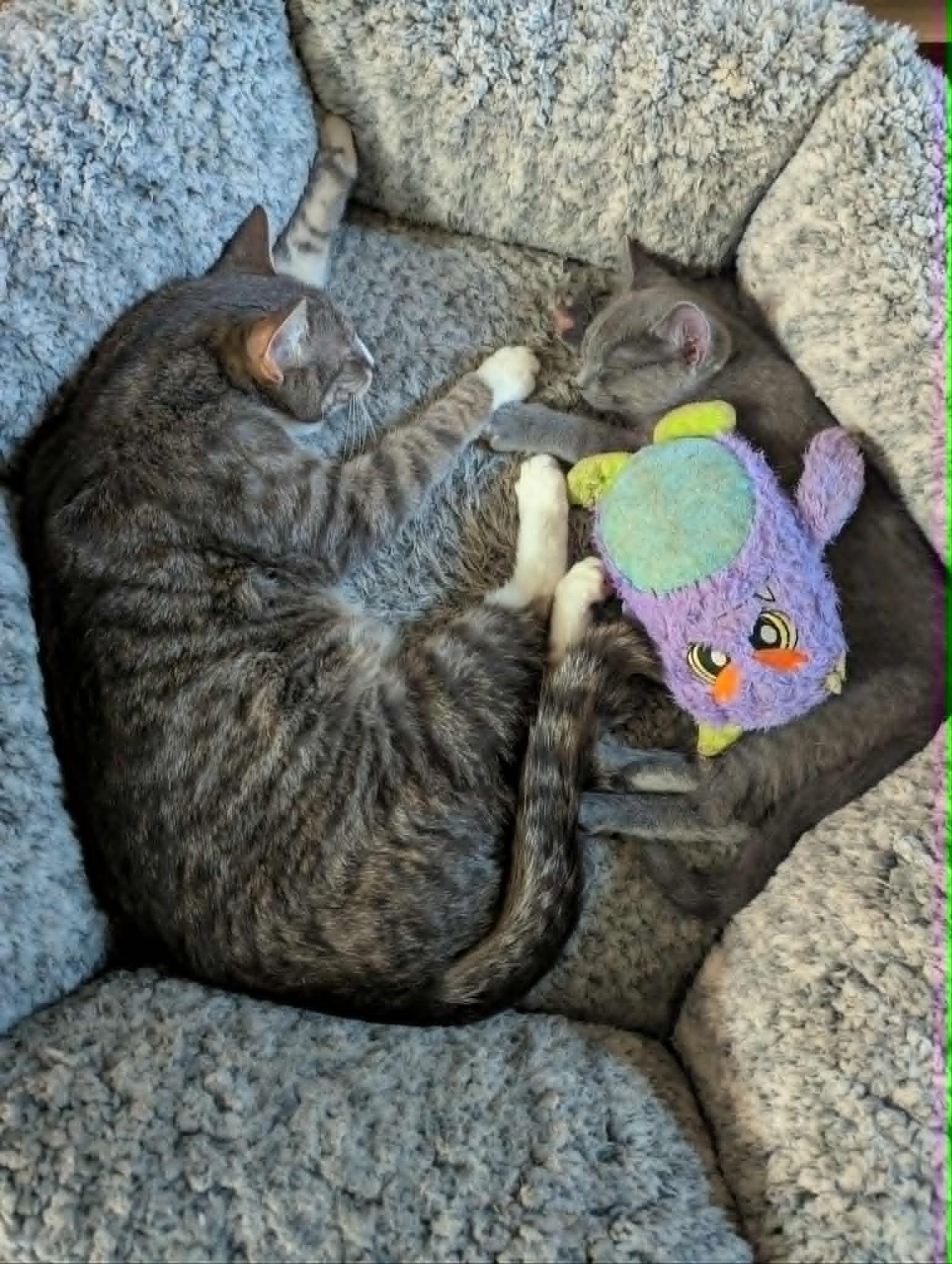 Boxie, a Adoptable Domestic Short Hair in Little Falls, MN image 2/6