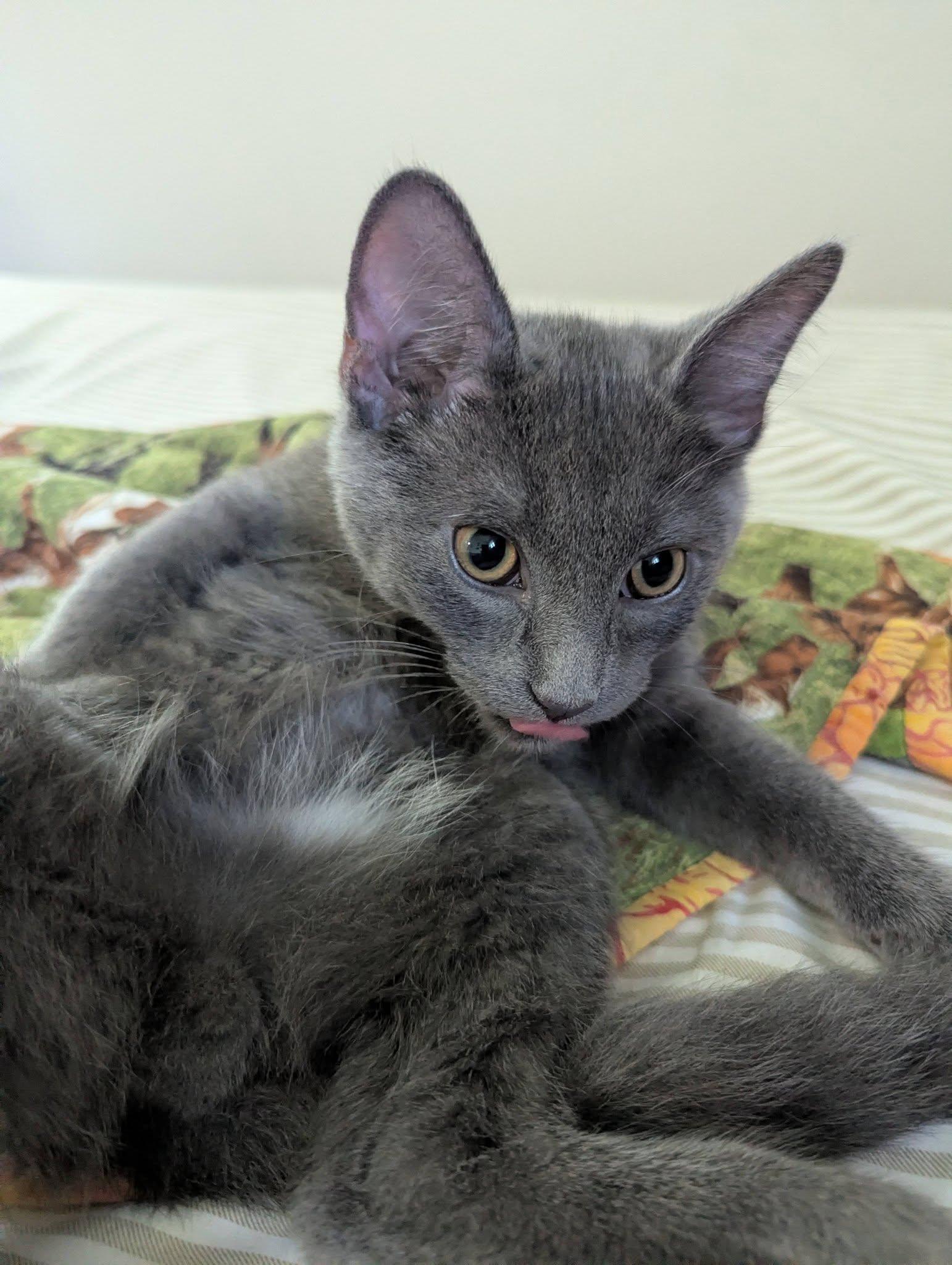 Boxie, a Adoptable Domestic Short Hair in Little Falls, MN image 4/6