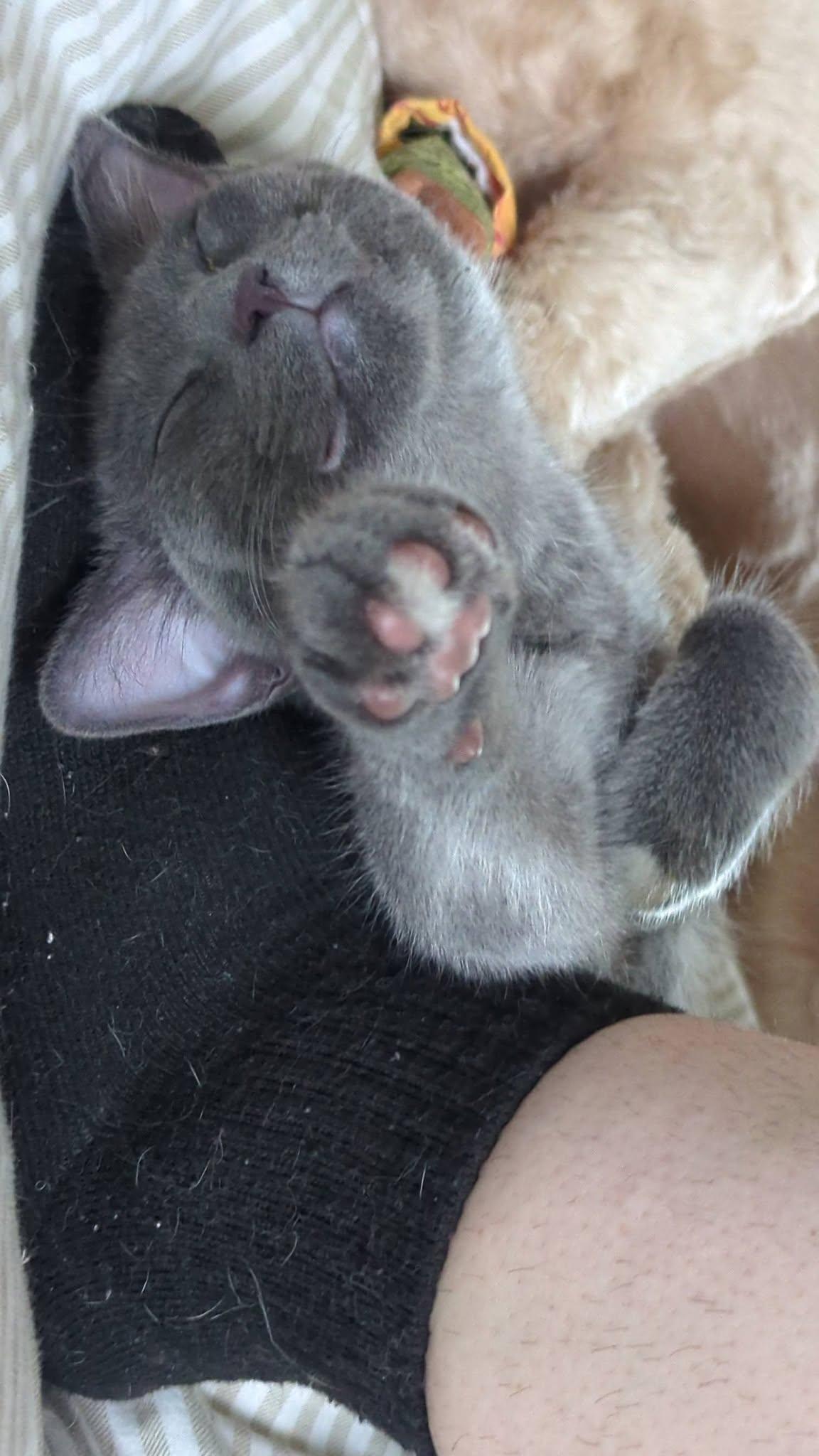Boxie, a Adoptable Domestic Short Hair in Little Falls, MN image 3/6