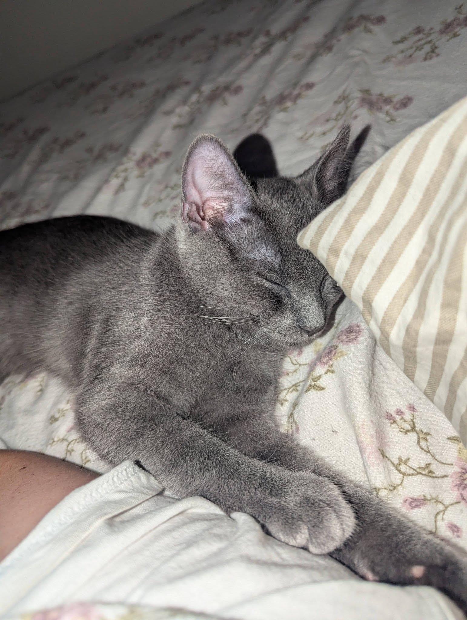 Boxie, a Adoptable Domestic Short Hair in Little Falls, MN image 5/6