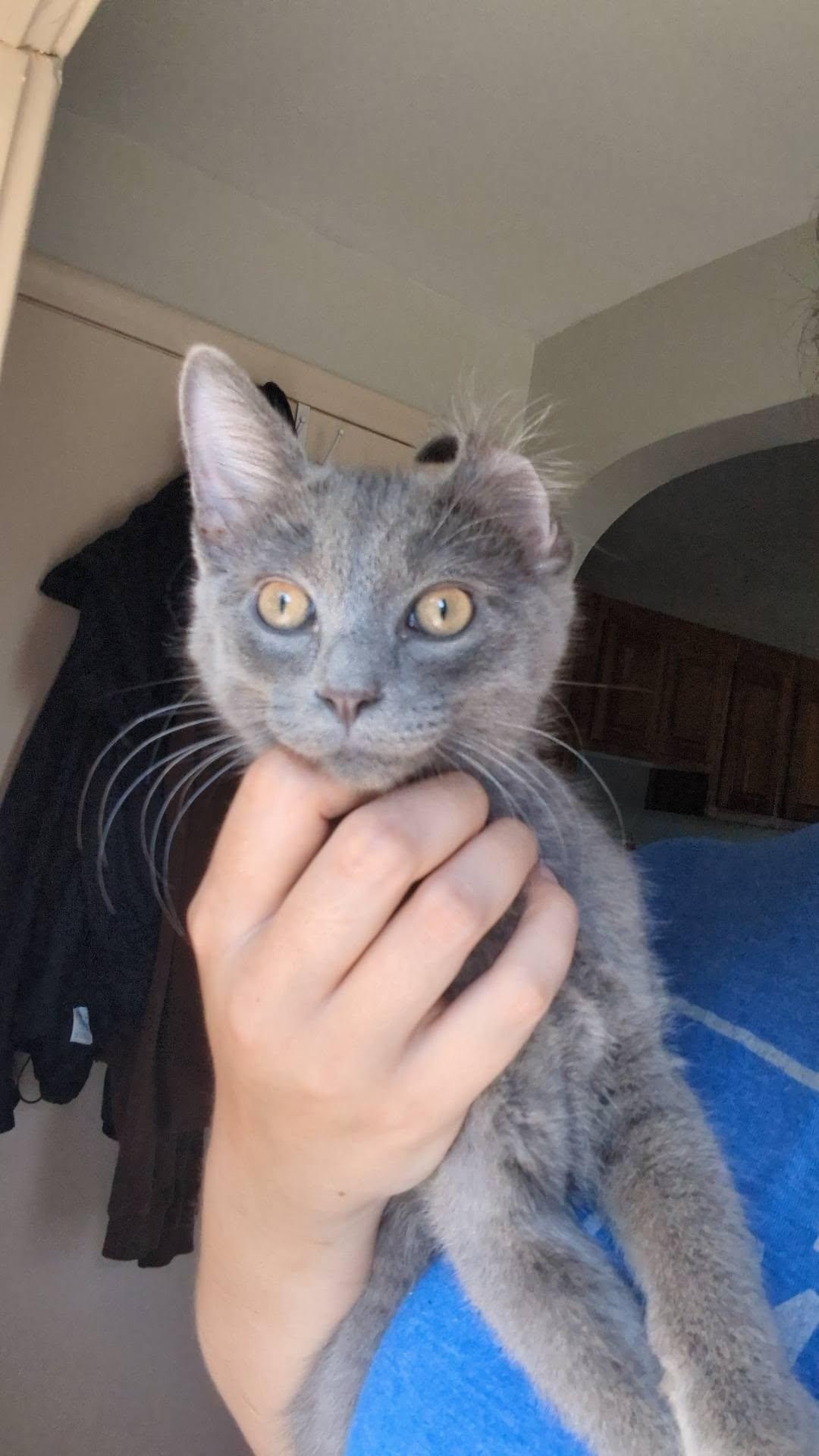 Boxie, a Adoptable Domestic Short Hair in Little Falls, MN image 6/6